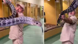 Watch: Nine-foot-long rat snake attempting to bite zookeeper goes viral