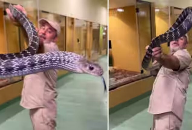 Watch: Nine-foot-long rat snake attempting to bite zookeeper goes viral