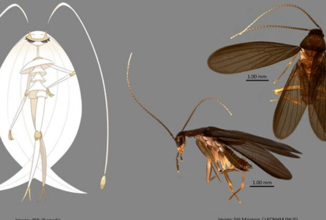 Read viral: Brand-new cockroach species found in Singapore
