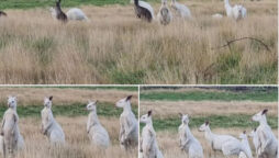 Rare white kangaroos