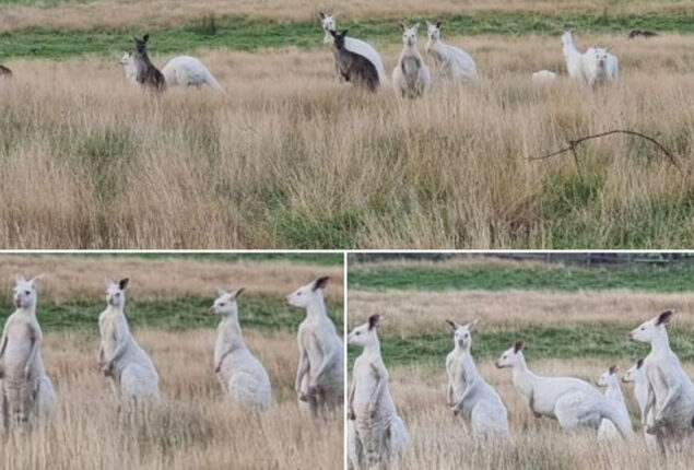 Rare white kangaroos