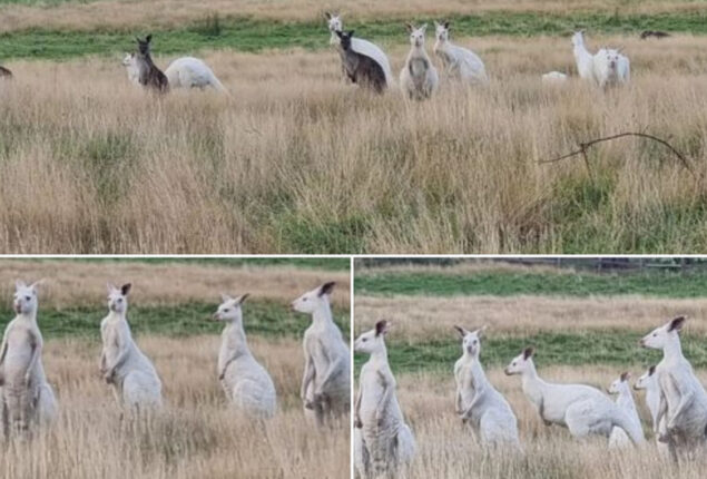 Read Viral: Rare group of white kangaroos found in Australia, Amazed netizens