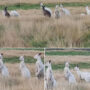 Read Viral: Rare group of white kangaroos found in Australia, Amazed netizens