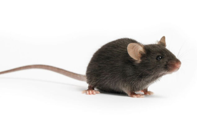 mice scientists