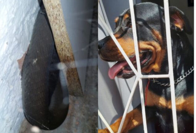 Read Viral: Brave dog defended its owner from dangerous mamba snake