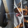 Read Viral: Brave dog defended its owner from dangerous mamba snake