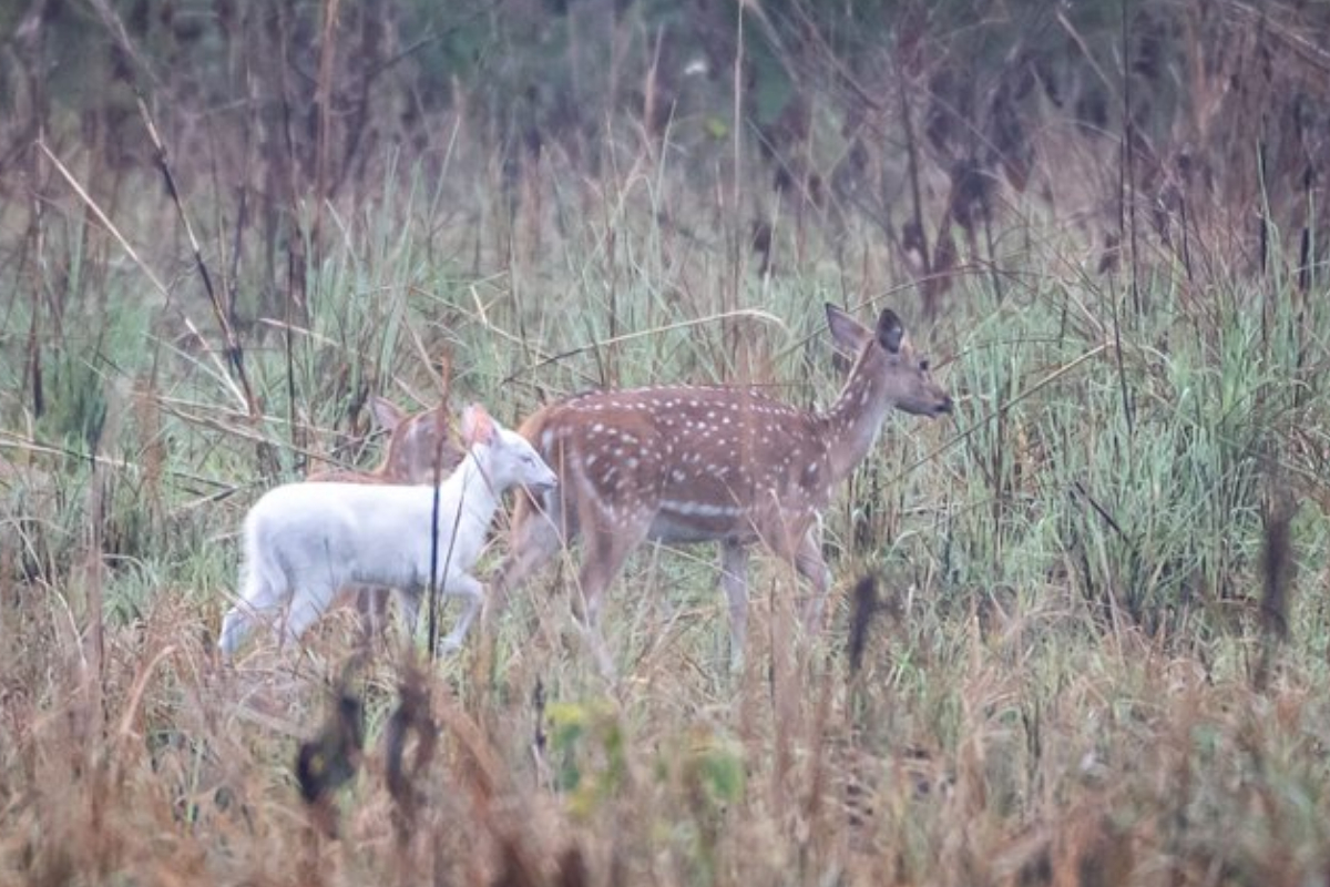 Rare albino deer