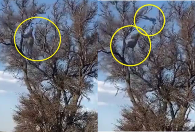 Watch: Leopard hunting monkey with unbelievable backflip gone viral