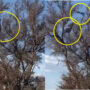 Watch: Leopard hunting monkey with unbelievable backflip gone viral