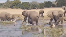 Elephant attacking crocodile