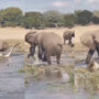 Amazing video: Elephant attacking crocodile in pond geos viral