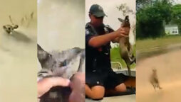 Wonderful video: Police saved baby kangaroo from floodwaters