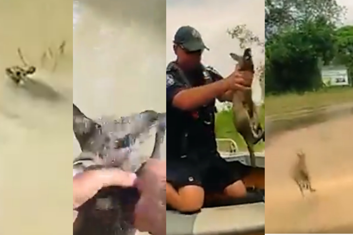 Police saved kangaroo