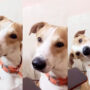 Watch viral: Dog’s reaction to hearing its owner’s voice on call amazed internet
