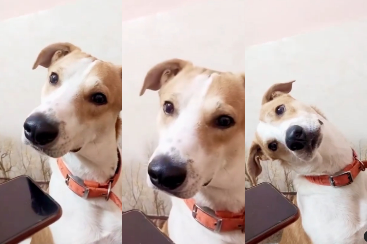 Dog on call