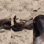 Watch: Viral video depicts battle between mongoose and cobra snake