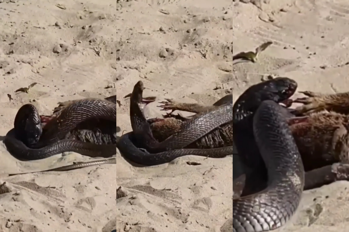 Battle between mongoose and snake