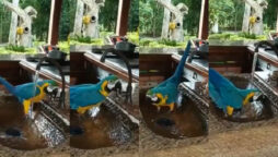 Parrot taking soothing bath