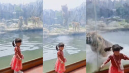 Watch viral: Tiger long jump failed to eat young girl