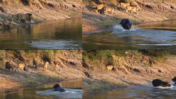 Watch viral: Lions relaxing near lake ran away from angry hippo is amusing