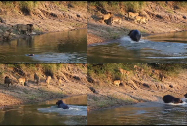 Watch viral: Lions relaxing near lake ran away from angry hippo is amusing