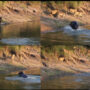 Watch viral: Lions relaxing near lake ran away from angry hippo is amusing