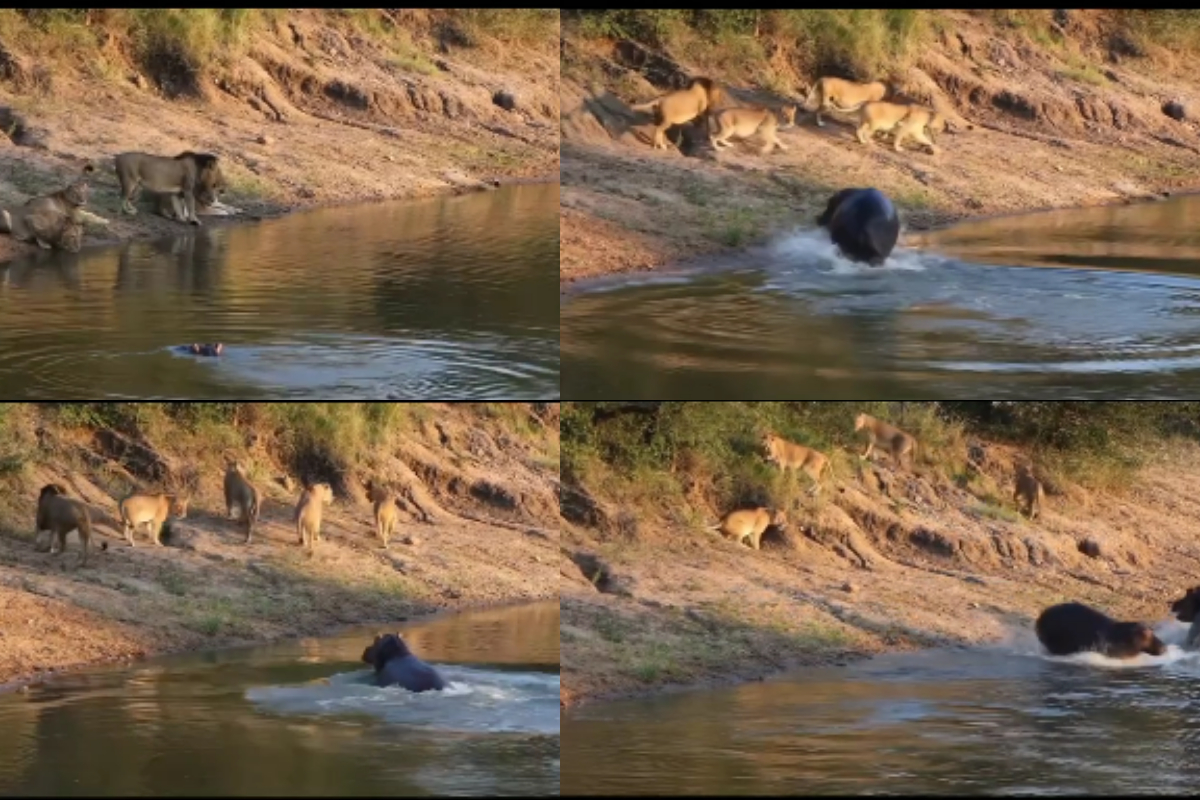 Lions ran away from hippo