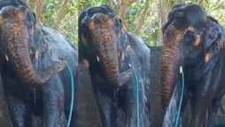 Elephant taking bath