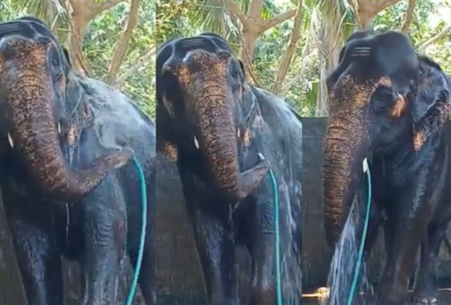Marvelous creatures: Elephant taking bath on his own utilizing water hose went viral