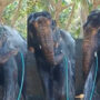 Marvelous creatures: Elephant taking bath on his own utilizing water hose went viral