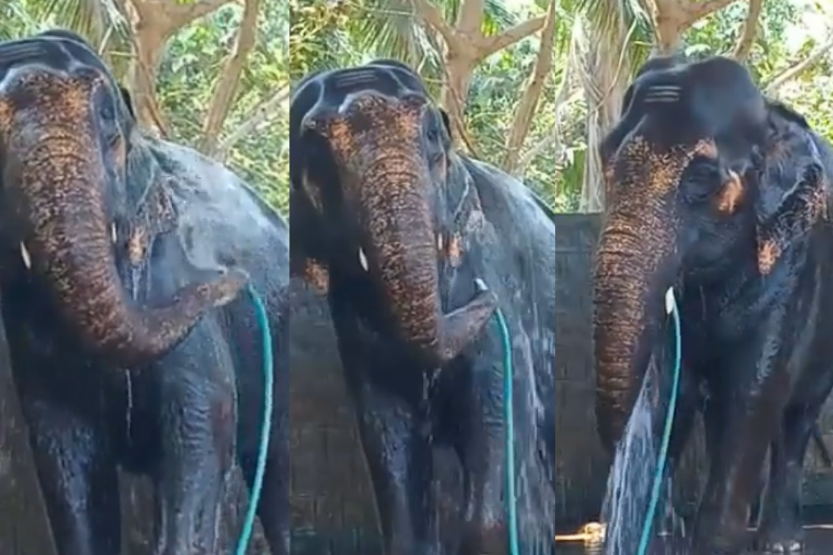 Elephant taking bath
