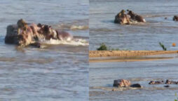 Hippos attacked Lion