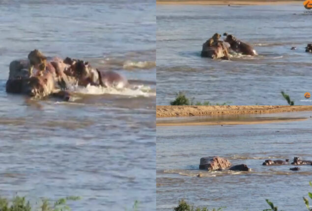 Watch viral: Lion is attacked by hippos and then big cat escaped quickly