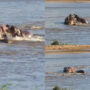 Watch viral: Lion is attacked by hippos and then big cat escaped quickly