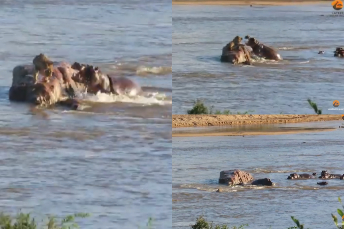 Hippos attacked Lion