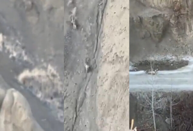 Watch: Snow leopard chasing its prey down steep slope went viral