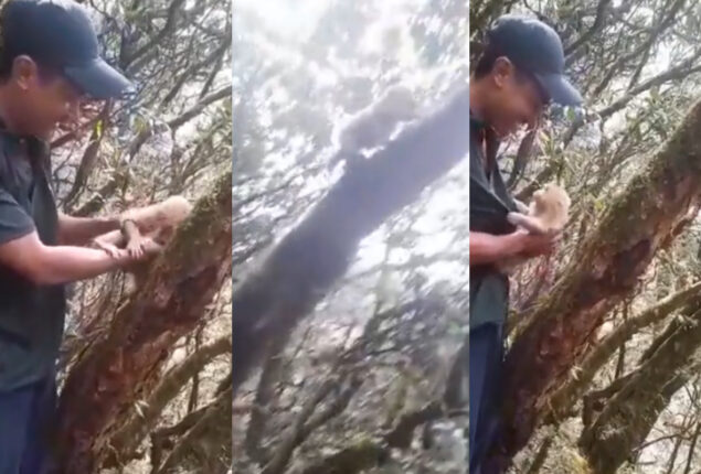 Watch viral: Man released little monkey, reaction wows internet users