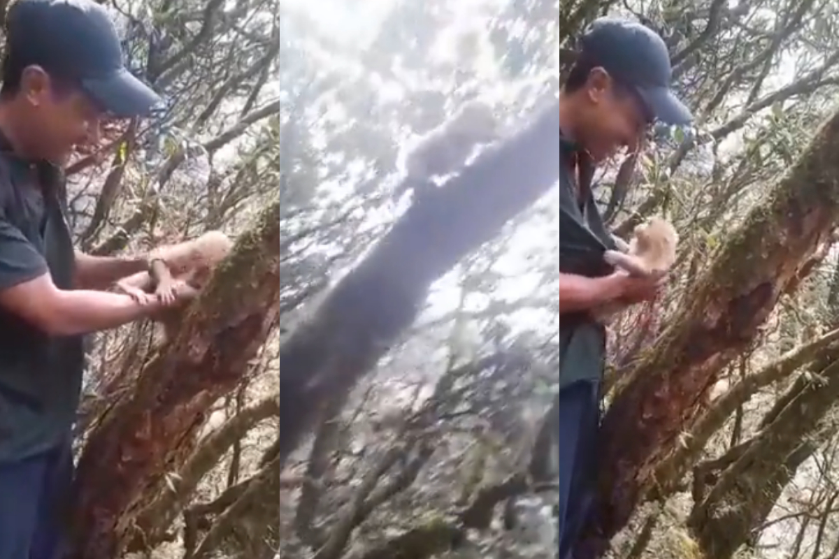 Monkey climb on tree