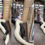 Watch: Zoo founder holding two enormous pythons by their tails gone viral