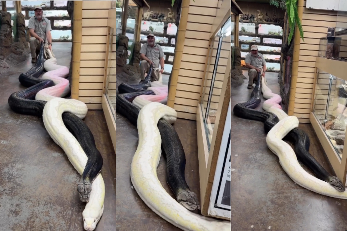 Enormous pythons