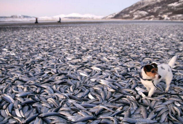 Australia: Millions of dead fish wash up near Menindee