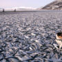 Australia: Millions of dead fish wash up near Menindee