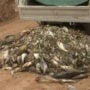 Menindee: Australia starts cleaning up after widespread fish deaths