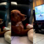 Watch: Dog watching popular drama while holding its toy in its paws geos viral