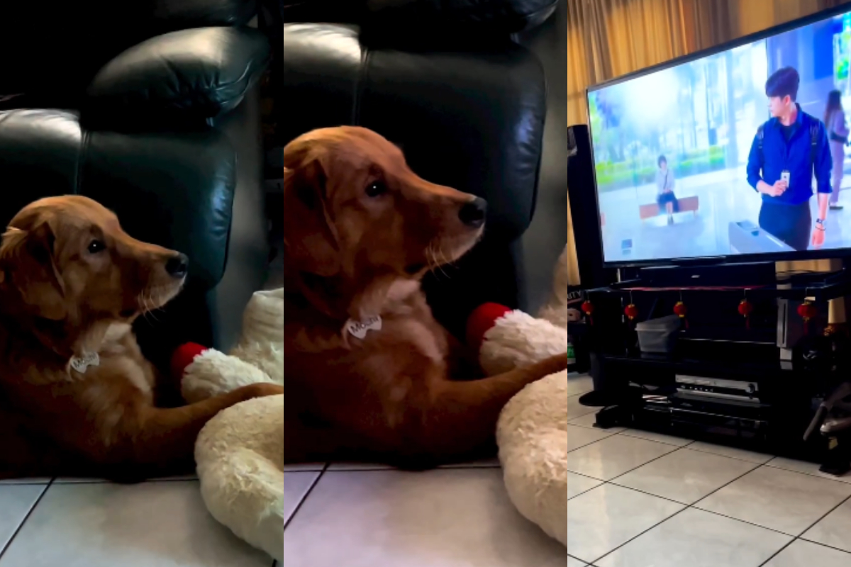 Dog watching drama