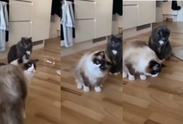Watch: Video depicting cat’s confused response to bubbles become viral