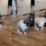 Watch: Video depicting cat’s confused response to bubbles become viral