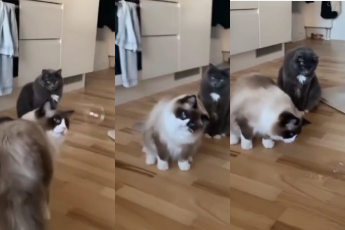cat confused response