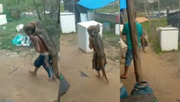 Watch viral: Young boy calmly and fearlessly carrying small crocodile on his back