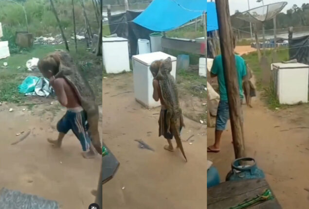 Boy carrying crocodile